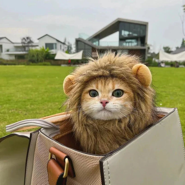 Lion Mane Wig for Cats Main Image